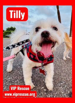Tilly / St Petersburg -  Maltese Dog for Adoption in Redington Beach, Florida - Tilly / St Petersburg | PetCurious