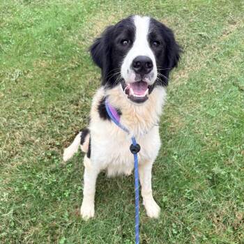 Birdie -  Border Collie Dog for Adoption in Allegan, Michigan - Birdie | PetCurious