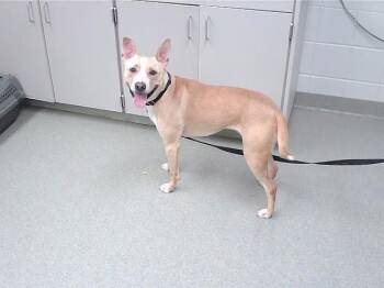 LUNA -  Boxer and Mixed Breed Dog for Adoption in Omaha, Nebraska - LUNA | PetCurious
