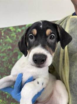 Rescue Shepherd and Mixed Breed Dogs for Adoption in San Antonio, Texas - Risk | PetCurious