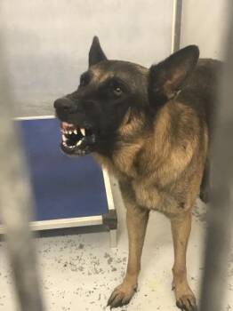 A432717 -  Belgian Shepherd Malinois and Mixed Breed Dog for Adoption in Conroe, Texas - A432717 | PetCurious