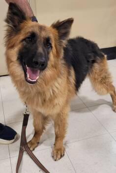 Lillie 7601 -  German Shepherd Dog Dog for Adoption in Centreville, Virginia - Lillie 7601 | PetCurious