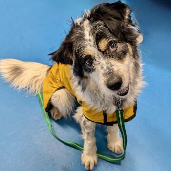 Australian Shepherd and Terrier Dogs Available for Adoption - Cannoli  | PetCurious