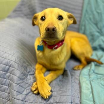 Mixed Breed Dogs Available for Adoption in State College, Pennsylvania - Ponyo | PetCurious