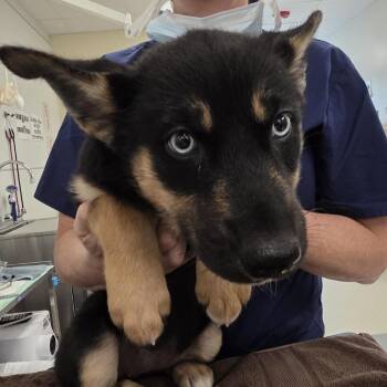 Bubblegum -  Australian Shepherd and Mixed Breed Dog for Adoption - Bubblegum | PetCurious