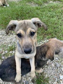 Rescue Cairn Terrier and Shepherd Dogs for Adoption in Conroe, Texas - Loretta (Amie