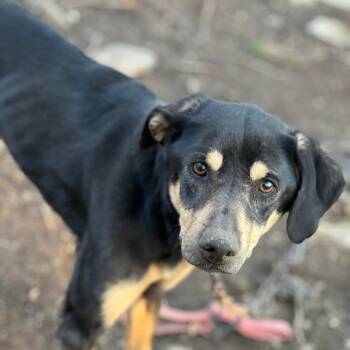 Rescue Shepherd and Mixed Breed Dogs for Adoption in Gordonsville, Tennessee - Sakari Now Katari | PetCurious