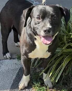SMOKEY -  Basset Hound Dog for Adoption in Elizabethton, Tennessee - SMOKEY | PetCurious