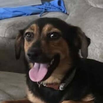 Willow (20260826-04) -  Australian Shepherd and Beagle Dog for Adoption in Niagara Falls, Ontario - Willow (20260826-04) | PetCurious