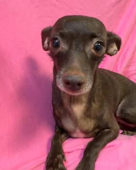 Tiny -  Chihuahua Dog for Adoption in Las Vegas, Nevada - Tiny | PetCurious