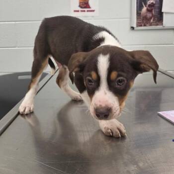 Beagle and Hound Dogs Available for Adoption in Chattanooga, Tennessee - Snap | PetCurious