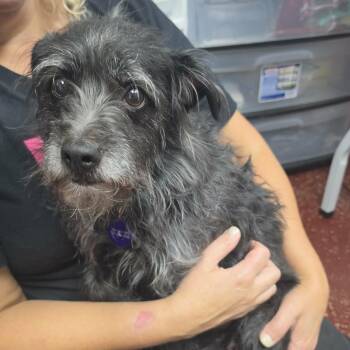 Darlus -  Terrier Dog for Adoption in Fargo, North Dakota - Darlus | PetCurious