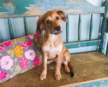 Juniper -  Golden Retriever Dog for Adoption in San Antonio, Texas - Juniper | PetCurious