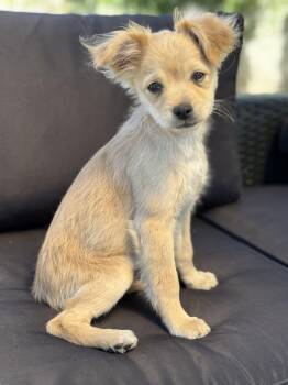 Rescue Golden Retriever and Pug Dogs for Adoption in Torrance, California - Sandy | PetCurious