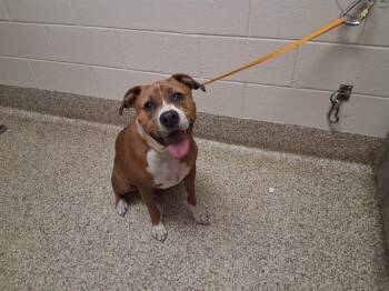 AUSTIN -  Pit Bull Terrier and Mixed Breed Dog for Adoption in Colorado Springs, Colorado - AUSTIN | PetCurious