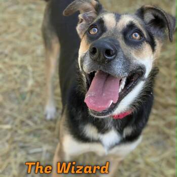 The Wizard -  Anatolian Shepherd Dog for Adoption in Oak Ridge, Tennessee - The Wizard | PetCurious