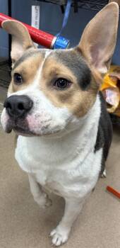 Code -  Mixed Breed Dog for Adoption in Chamblee, Georgia - Code | PetCurious