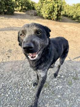 Australian Cattle Dog Blue Heeler Dogs Available for Adoption - Benito | PetCurious