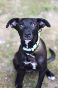 Newbury in NH. Come Meet our Adoptable Dogs Wednesday-Saturday.  -  Black Labrador Retriever Dog for Adoption in Manchester, New Hampshire - Newbury In NH. Come Meet Our Adoptable Dogs Wednesday-Saturday.  | PetCurious