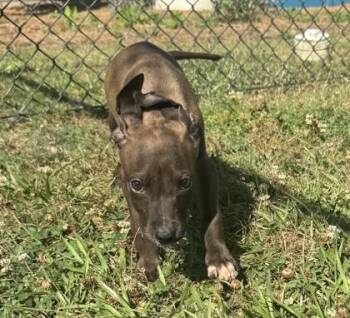 Hound and Mixed Breed Dogs Available for Adoption in Conway, South Carolina - Tracker Smurf | PetCurious