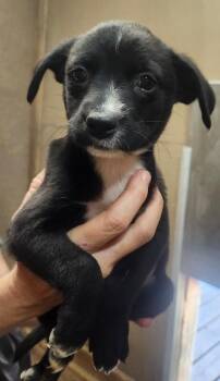 Halle -  Australian Shepherd and Mixed Breed Dog for Adoption in Severance, Colorado - Halle | PetCurious