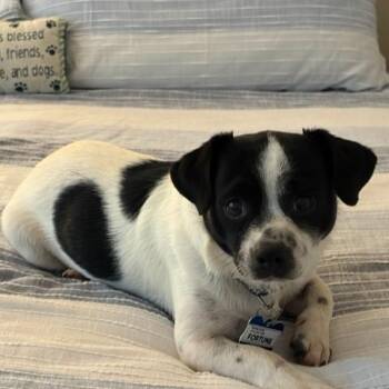 Fortune -  Shepherd and Terrier Dog for Adoption in Wake Forest, North Carolina - Fortune | PetCurious
