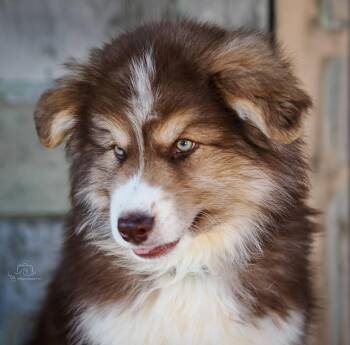 PUPPY ATLAS -  Australian Shepherd and Husky Dog for Adoption in Franklin, Tennessee - PUPPY ATLAS | PetCurious