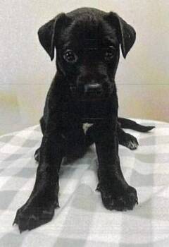 JL - Orchid -  German Shepherd Dog Dog for Adoption in Vancouver, Washington - JL - Orchid | PetCurious