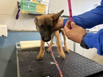 PINK LADY -  Belgian Shepherd Malinois Dog for Adoption in Camarillo, California - PINK LADY | PetCurious