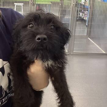 Roman -  Terrier and Wirehaired Terrier Dog for Adoption in Montgomery, Alabama - Roman | PetCurious