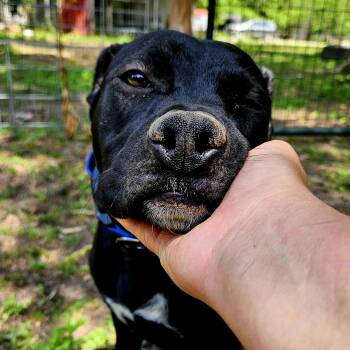 Rescue Black Labrador Retriever Dogs for Adoption in Magnolia, Texas - Preston | PetCurious