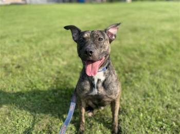 Remi Blue -  Pit Bull Terrier Dog for Adoption in Gloversville, New York - Remi Blue | PetCurious