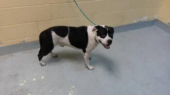 MILO -  Pit Bull Terrier Dog for Adoption in Tulsa, Oklahoma - MILO | PetCurious