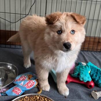 Husky and Mixed Breed Dogs Available for Adoption - Honey B. | PetCurious