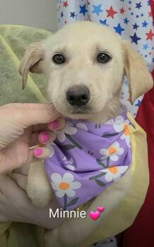 Croweew / Minnie -  Labrador Retriever and Mixed Breed Dog for Adoption in Broomfield, Colorado - Croweew / Minnie | PetCurious