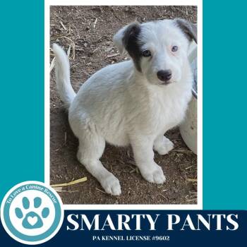 Shepherd and Terrier Dogs Available for Adoption in Kimberton, Pennsylvania - Smarty Pants (Smarty Pants Pups) 041126 | PetCurious