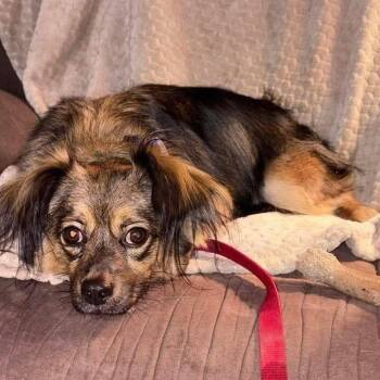 Chief -  Yorkshire Terrier and Papillon Dog Available for Adoption in Lubbock, Texas - Chief | PetCurious