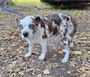Pug and Boston Terrier Dogs Available for Adoption - Kamalo WV14172-T LOCAL Adoption Event In Woodinville 4/26 | PetCurious