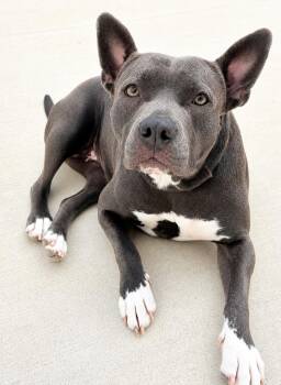 Gigi -  Pit Bull Terrier Dog Available for Adoption in Woodstock, Georgia - Gigi | PetCurious