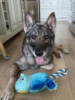 Mita -  German Shepherd Dog Dog for Adoption in Palm City, Florida - Mita | PetCurious