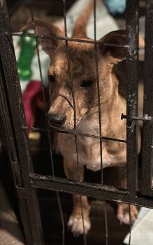 Rescue Chihuahua and Terrier Dogs for Adoption in Wilmington, Illinois - Tres | PetCurious