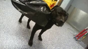 A1267694 -  Pit Bull Terrier Dog for Adoption in Charlotte, North Carolina - A1267694 | PetCurious
