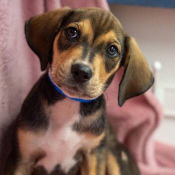 Leo -  Hound and Mixed Breed Dog for Adoption in Pawling, New York - Leo | PetCurious