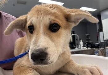 SELENE -  Labrador Retriever and Mixed Breed Dog for Adoption in Thousand Palms, California - SELENE | PetCurious