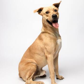 Julian -  Mixed Breed Dog for Adoption in Fulton, Texas - Julian | PetCurious