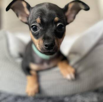 Sydney -  Chihuahua and Miniature Pinscher Dog for Adoption in Shermans Dale, Pennsylvania - Sydney | PetCurious