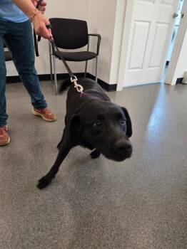 Baylee -  Labrador Retriever Dog for Adoption in Lunenburg, Vermont - Baylee | PetCurious