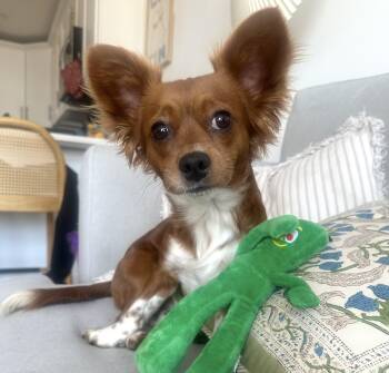 Papillon Dogs Available for Adoption - Stephy | PetCurious