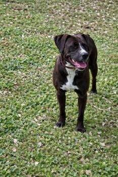 Labrador Retriever and Pit Bull Terrier Dogs Available for Adoption in Nashville, Tennessee - Juniper | PetCurious