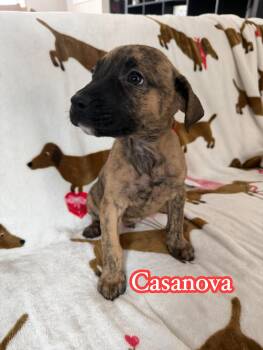 Terrier Dogs Available for Adoption - Casanova | PetCurious